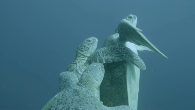 马来西亚西巴丹，雄性绿海龟(Chelonia midas)与雌性绿海龟竞争交配视频素材