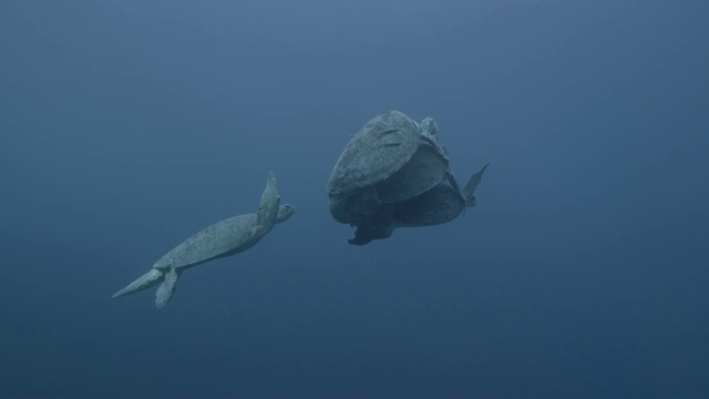 马来西亚西巴丹，雄性绿海龟(Chelonia midas)与雌性绿海龟竞争交配视频素材