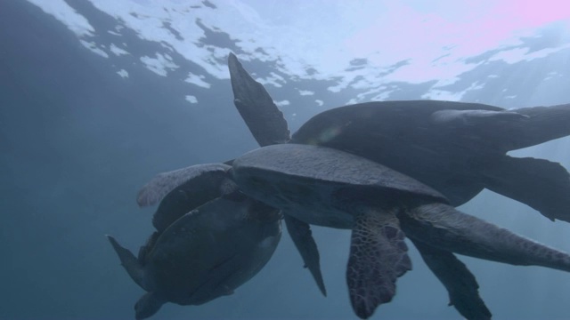 马来西亚西巴丹，雄性绿海龟(Chelonia midas)与雌性绿海龟竞争交配视频素材