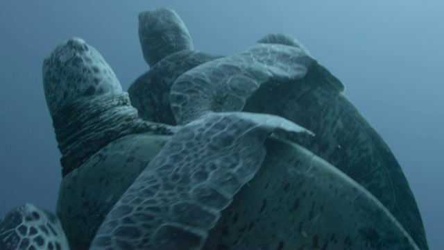 马来西亚西巴丹，雄性绿海龟(Chelonia midas)与雌性绿海龟竞争交配视频素材