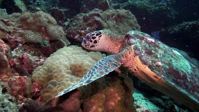 水下极度濒危的玳瑁海龟(Eretmochelys imbricata)，吃珊瑚视频素材