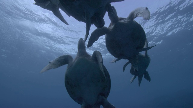 马来西亚西巴丹，雄性绿海龟(Chelonia midas)与雌性绿海龟竞争交配视频素材