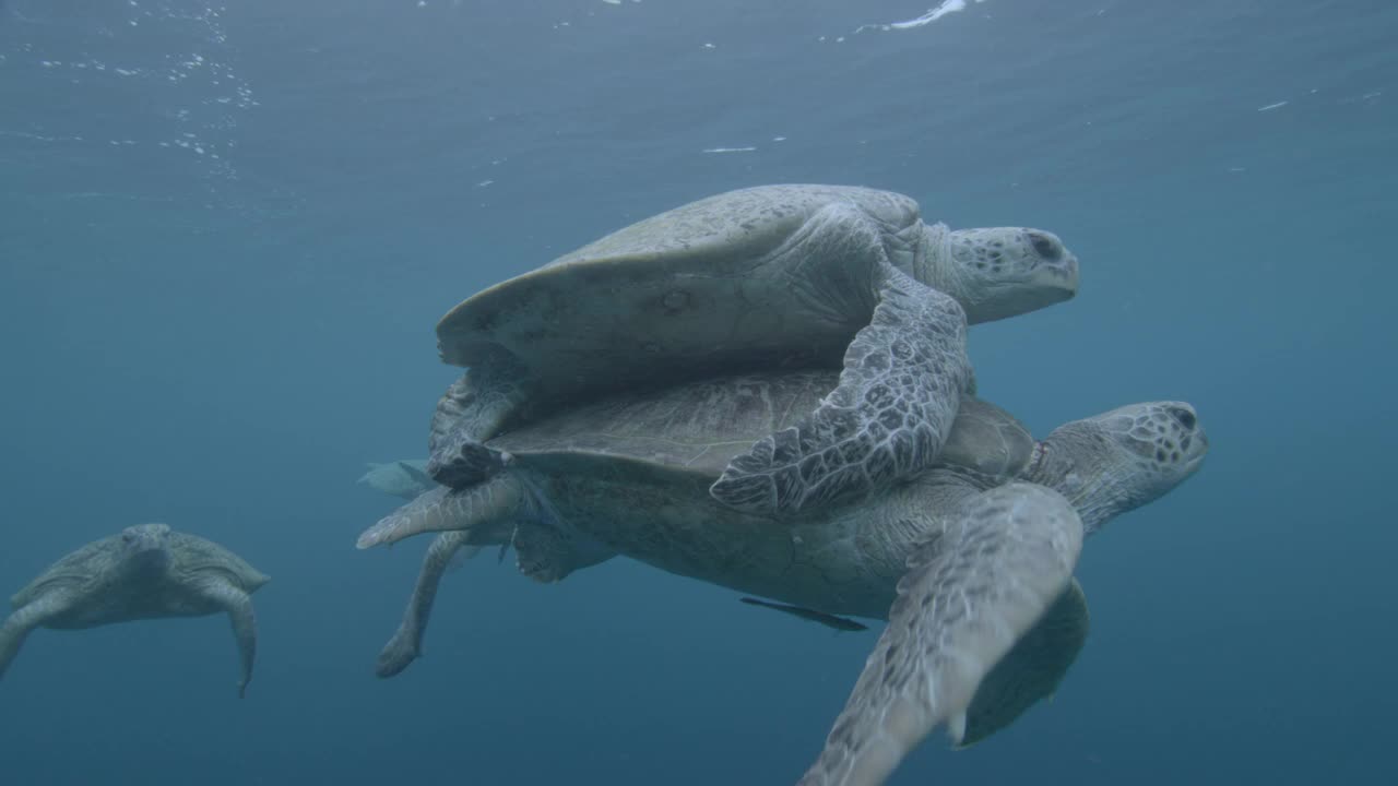 马来西亚西巴丹，雄性绿海龟(Chelonia midas)竞争与雌性交配视频素材