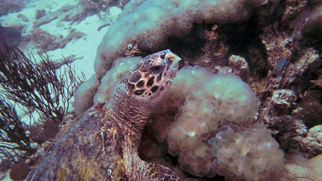 水下极度濒危的玳瑁海龟(Eretmochelys imbricata)，吃珊瑚视频素材