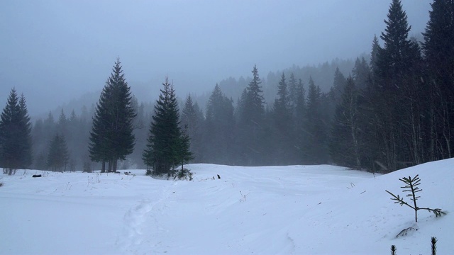 冬天的松林里有暴风雪视频素材