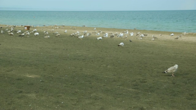 沙滩上的海鸥视频素材