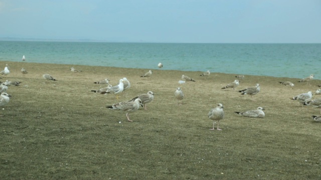 沙滩上的海鸥视频素材