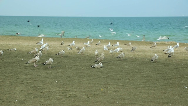 沙滩上的海鸥视频素材