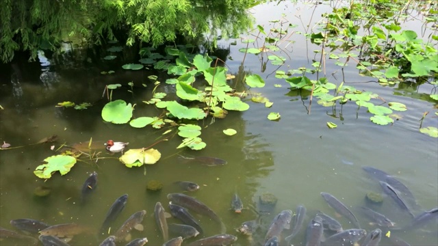 东京上野公园的锦鲤视频素材