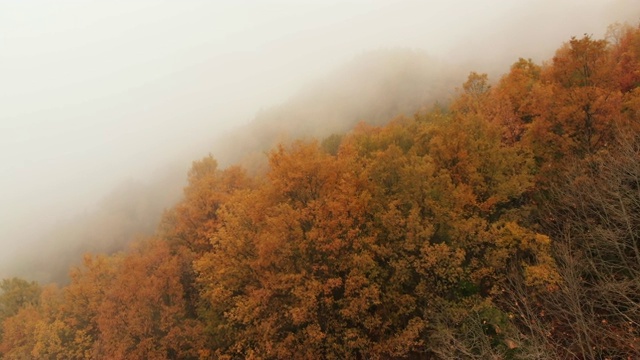 鸟瞰图的雾秋天森林与复制空间视频素材