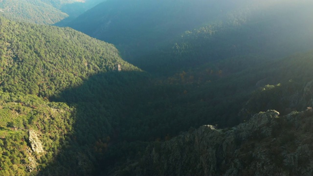 鸟瞰早晨的松树林和山景视频素材