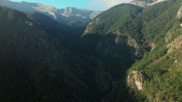 鸟瞰早晨的松树林和山景视频素材