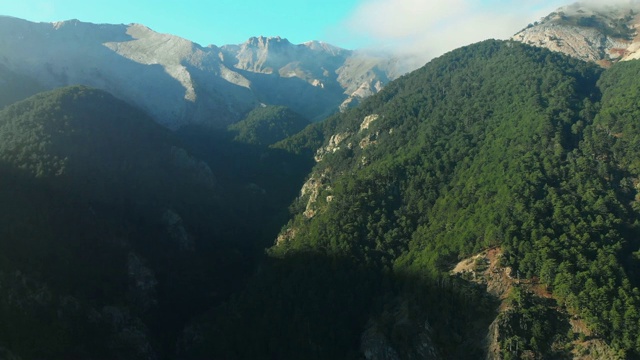 鸟瞰早晨的松树林和山景视频素材