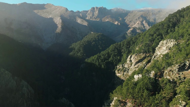 鸟瞰早晨的松树林和山景视频素材