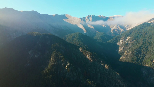 鸟瞰早晨的松树林和山景视频素材