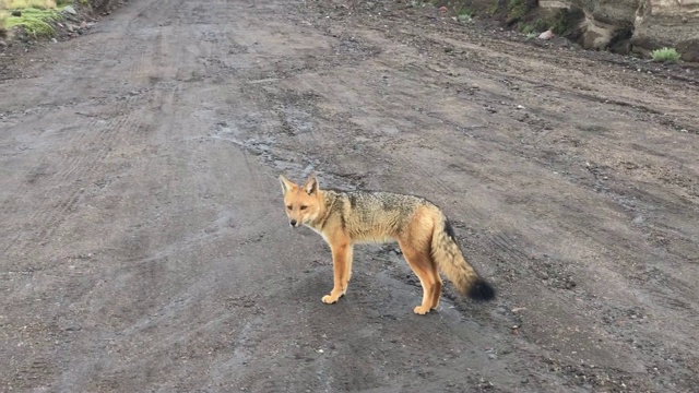 狼疮视频素材