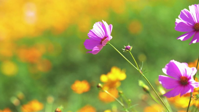 花在日光下移动。视频素材