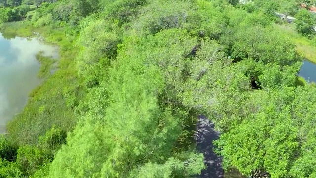 迈阿密公园空中从树到湖和天际线视频素材