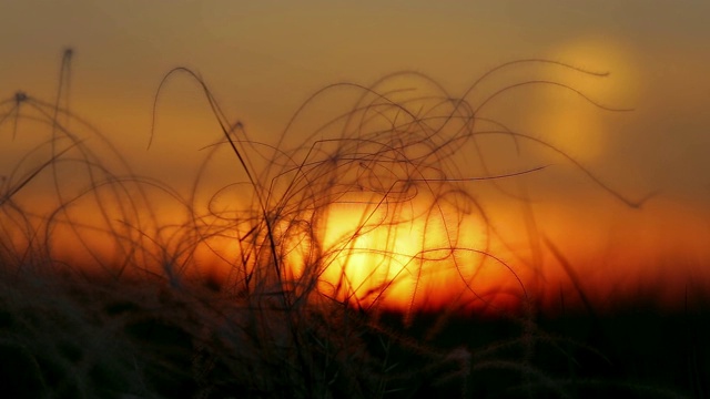 夕阳下美丽的针茅田野视频素材