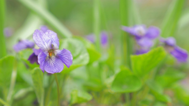 美丽的普通紫罗兰花蕾花园，又称欧洲兰花视频素材