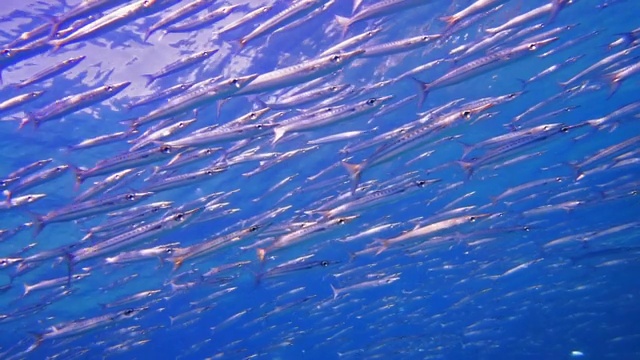 与黄尾Barracuda (Sphyraena flavicauda)潜水视频素材