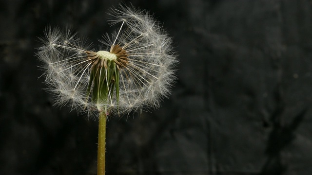 蒲公英种子头从花中飞来的慢镜头视频素材