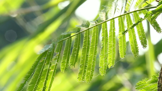 泰国清迈阳光明媚的树叶视频素材