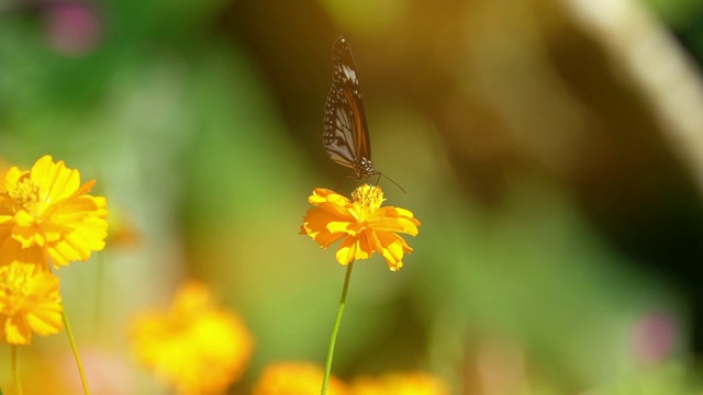 五彩蝴蝶采花蜜自花，正面观。视频素材