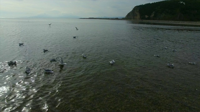 鸟瞰图海鸥附近的海岸线，马加丹，中国。视频素材