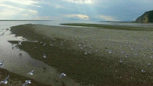 鸟瞰图海鸥附近的海岸线，马加丹，中国。视频素材