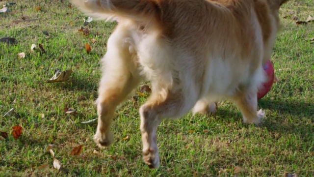 金毛猎犬带着球和孩子们开心视频素材