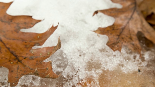 雪融化在树叶上的时间流逝视频素材