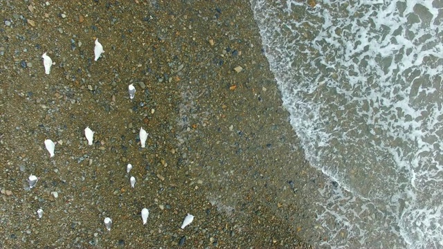 鸟瞰图海鸥附近的海岸线，马加丹，中国。视频素材