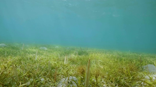 水下海洋景观与绿色海藻和水生植物。海底世界视频素材