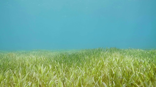 绿色的海藻，水生植物和蓝色的水在海底水下的观点视频素材