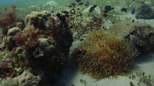 在珊瑚礁和海草之间游动的鱼在海床下的景象视频素材