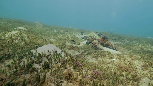 鱼在海底游泳的水下视图。水肺潜水员在水下漂浮视频素材