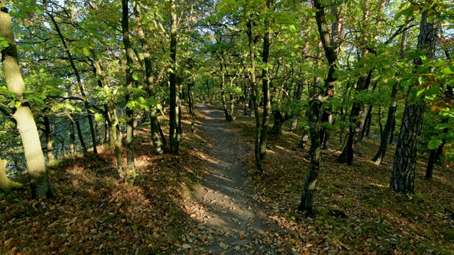 穿越橡树林的徒步旅行路线，Fleckertshöhe，博帕德，莱茵内陆，普法尔兹，德国视频素材