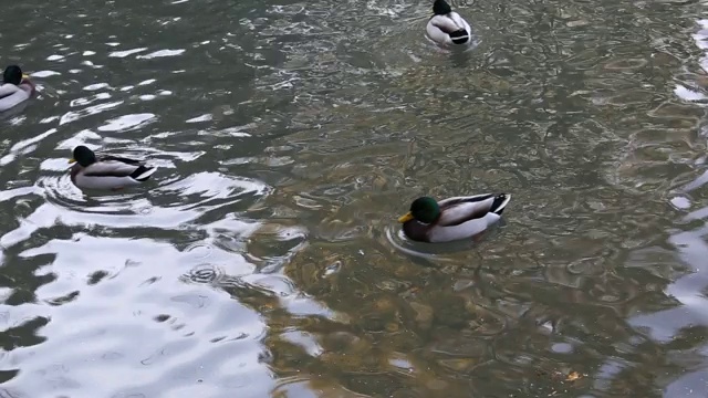 鸭子游泳视频素材