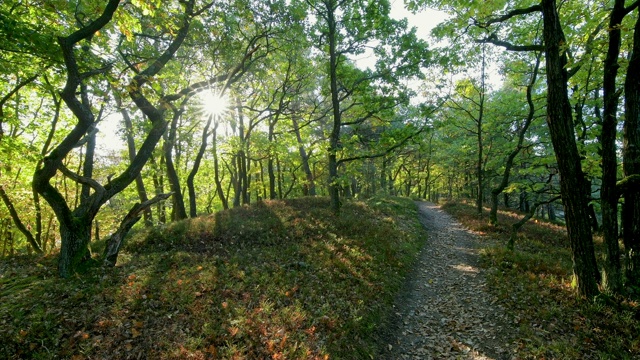 穿越橡树林的徒步旅行路线，Fleckertshöhe，博帕德，莱茵内陆，普法尔兹，德国视频素材