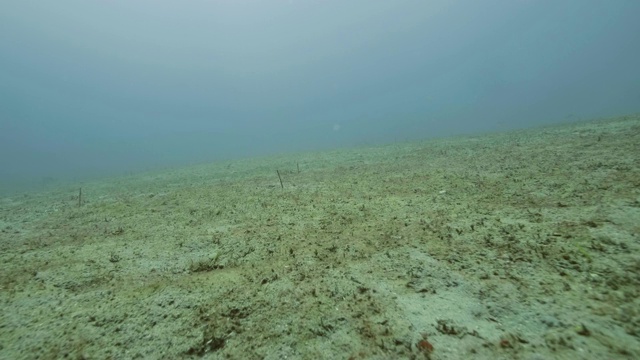 在透明的水下视野中，鱼在海底游泳。在海里潜水视频素材