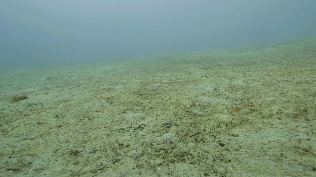 鱼游在海底水下的景象。深海潜水概念视频素材