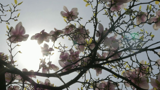 太阳耀斑和木兰花枝对蓝天4K 3840X2160超高清倾斜镜头-木兰树粉红色的花早春4K 2160p超高清倾斜视频视频素材