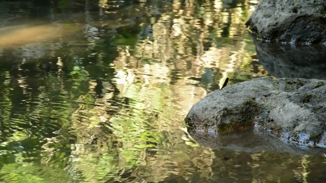 水通过河流流过岩石和石头视频素材