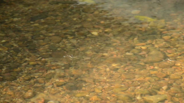 漂浮在河面上的水黾或池塘怪物视频素材