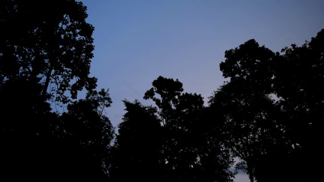 森林里黑夜里有闪电和暴风雨视频下载