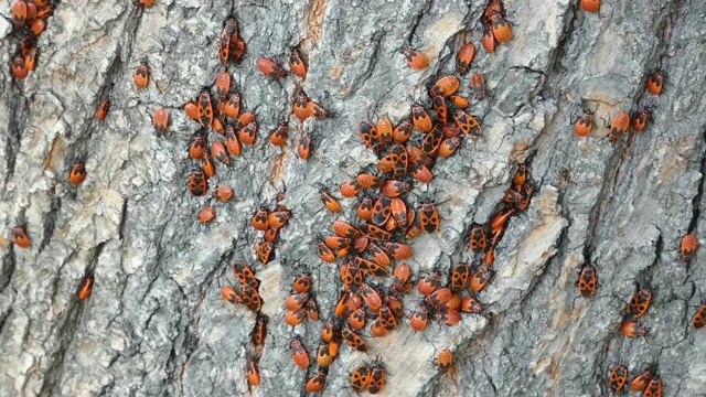 许多火虫(Pyrrhocoris apterus)坐在树皮上视频素材