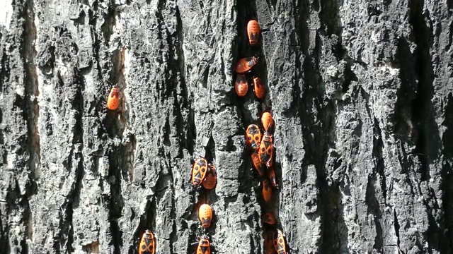 许多火虫(Pyrrhocoris apterus)坐在树皮上视频素材