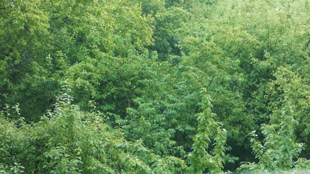 自然的绿色背景——森林中的雨视频素材