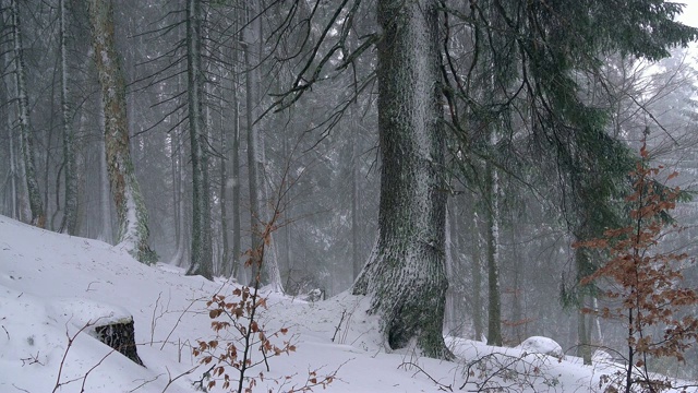 冬天的松林里有暴风雪视频素材